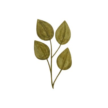 Suluboya tasarım elementleri yeşil zeytin yaprakları, yeşillik sanat yaprakları doğal bitkiler suluboya tarzında toplanır. Dekoratif güzellik tasarımı için zarif bir illüstrasyon