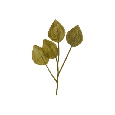 Suluboya tasarım elementleri yeşil zeytin yaprakları, yeşillik sanat yaprakları doğal bitkiler suluboya tarzında toplanır. Dekoratif güzellik tasarımı için zarif bir illüstrasyon