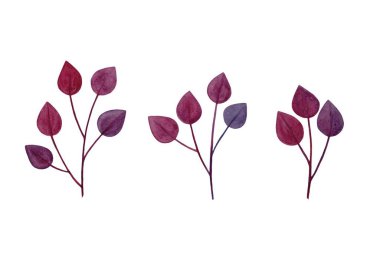 Suluboya tasarım elementleri renkli yeşil yapraklar, yeşillik yeşili yapraklar suluboya tarzında doğal bitkiler topladılar. Dekoratif güzellik tasarımı için zarif bir illüstrasyon