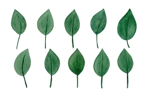 Suluboya Tasarım Elementleri Yeşil Yaprakların Toplanması Yeşillik Sanat Yaprakları Doğal — Stok fotoğraf