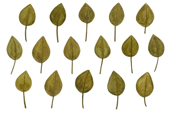 Елементи Дизайнера Акварелі Встановили Колекцію Зеленого Оливкового Листя Зеленого Мистецтва — стокове фото
