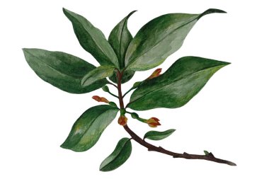 Suluboya el yeşil yapraklar çizdi. Beyaz arka planda izole edilmiş botanik desenli yapraklar. Ambalaj kağıdı, desen elementleri, yaz tasarımı vb..