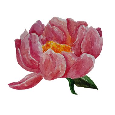 Pembe şakayık çizimlerinin suluboya seti, beyaz arkaplanda izole edilmiş nesne