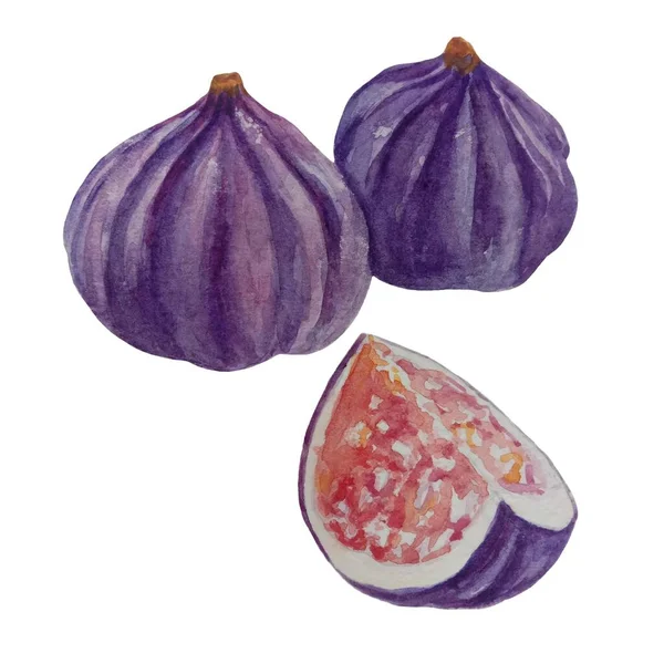新鮮な数字全体のフルーツ水彩イラスト おいしい有機紫色のイチジクの要素を熟す 現実的な新鮮な自然食品のイメージ 白い背景に種子を持つ熱帯甘い果実 — ストック写真