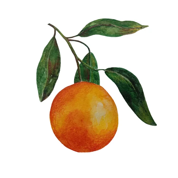オレンジ色の水彩イラスト 柑橘系の果実の枝オレンジ オレンジのスライス 白の背景に隔離されたオレンジセット — ストック写真