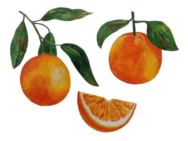 Ilustración Acuarela Naranja Rama Cítrica Naranja Rodaja Naranja Conjunto Naranja — Foto de Stock