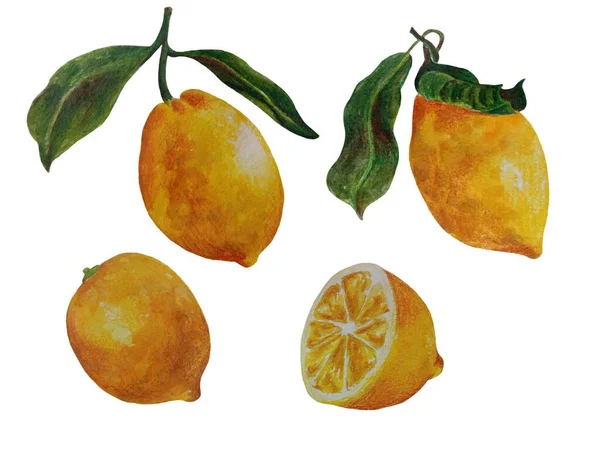黄色のレモン水彩イラスト 柑橘系の果実の枝オレンジ オレンジのスライス 白の背景に隔離されたオレンジセット — ストック写真