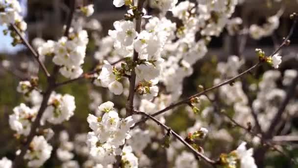 蜜蜂在屋外樱花附近飞舞 高质量的4K镜头 — 图库视频影像