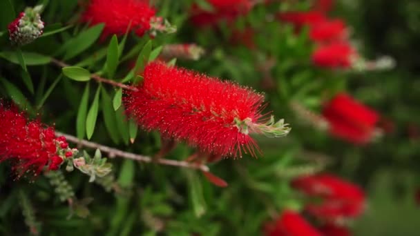 Flores Callistemon Vermelho Oscilam Nos Ramos Verdes Arbusto Imagens Alta — Vídeo de Stock