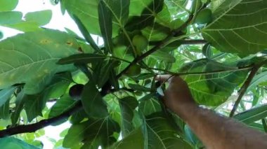 Adam bahçedeki yeşil dallardan olgun incir topluyor. Kırpılmış. Yüksek kalite 4k görüntü