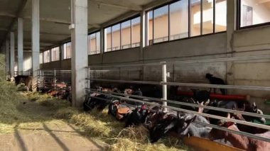 Keçiler de dahil olmak üzere bir grup çiftlik hayvanı ahşap bir ahırda saman yiyorlar. Hayvanlar pencerenin yanında yemeğin tadını çıkarırken manzara huzurlu.