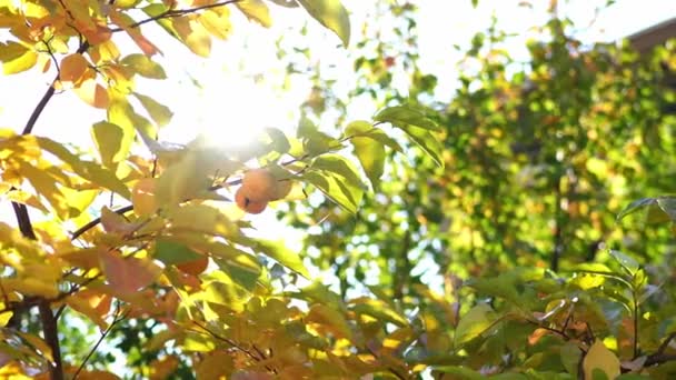 阳光透过橄榄枝上的黄叶照射着 高质量的4K镜头 — 图库视频影像