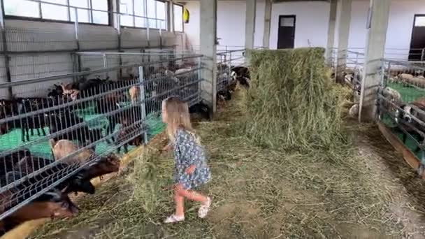 Niño Pequeño Está Edificio Rodeado Cabras Heno Una Zona Rural — Vídeos de Stock
