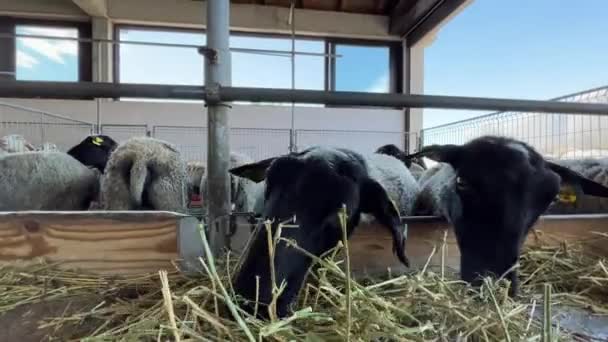 Yüz Karası Çalışan Hayvanlar Samanlıkta Huzur Içinde Otluyorlar Burunları Çimenlere — Stok video