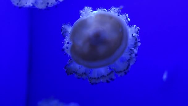 Bioluminescent Jellyfish Marine Invertebrate Belonging Phylum Cnidaria Gracefully Swimming Electric — Stock Video