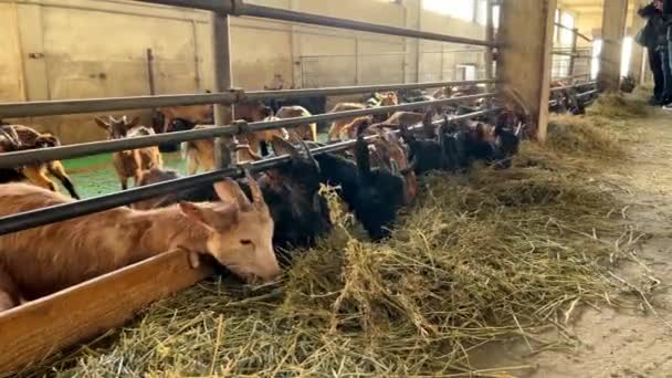 Herd Livestock Goats Grazing Hay Barn Surrounded Rural Landscape Terrestrial — Stock Video