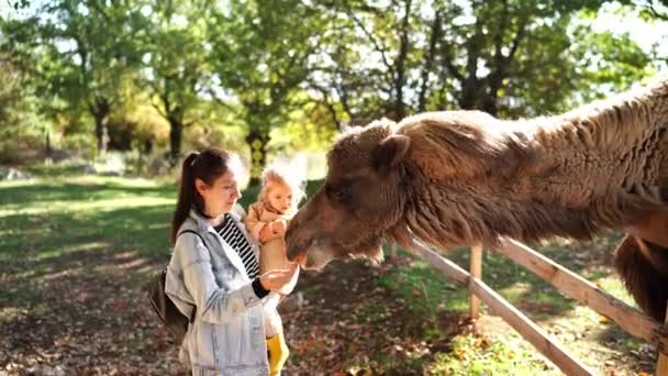Uma Mulher Está Alimentando Alegremente Camelo Animal Terrestre Por Uma — Vídeo de Stock