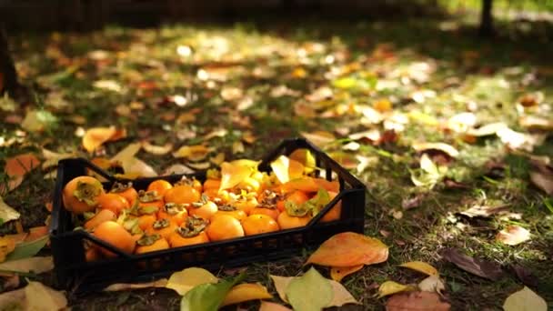 Коробка Свіжими Особами Стоїть Траві Серед Осіннього Листя Високоякісні Кадри — стокове відео