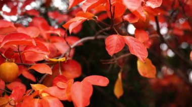 Sonbahar bahçesinde kırmızı yapraklı bir dalda asılı duran turuncu hurma. Yüksek kalite 4k görüntü