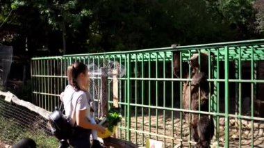 Bir kadın hayvanat bahçesi kafesinin içindeki çitin içinden bir eşekle besleniyor. Etrafı çimen ve ağaçlarla çevrili. Evcil hayvan tedarikçisi, eğlence etkinliğinin tadını çıkarıyor.