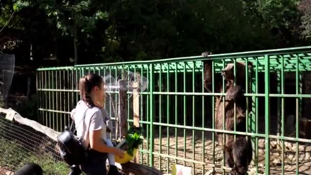 Eine Frau Füttert Gemütlich Einen Esel Durch Einen Maschendrahtzaun Einem — Stockvideo