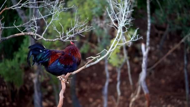 Hřadující Pták Zobákem Známý Jako Kohout Sedí Větvičce Stromu Lese — Stock video
