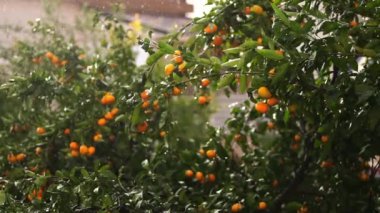 Olgun mandallar, sağanak yağmurda bahçede dallara tutunur. Yüksek kalite 4k görüntü