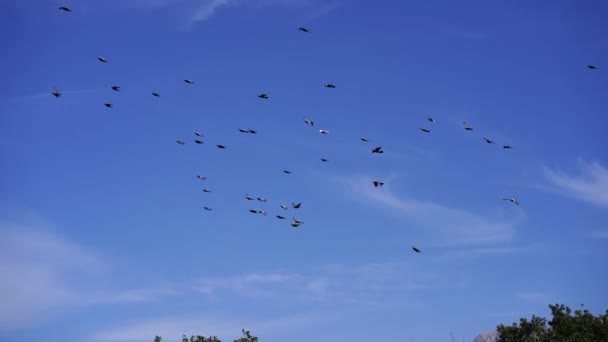 エレクトリックブルーの空を流れる鳥の群れは クミュラスの雲と遠くの地平線を背景に 素晴らしい自然の景観を作り出しています — ストック動画
