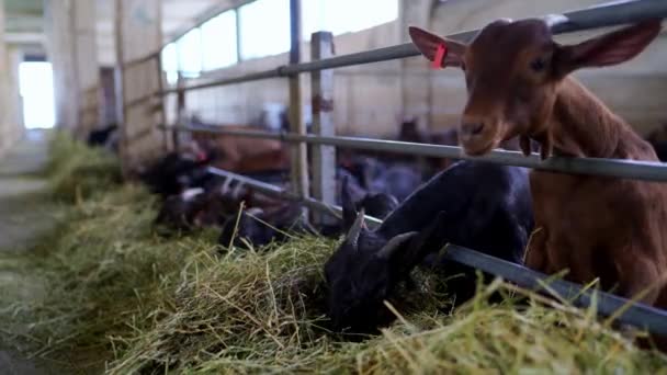Stádo Pracujících Koz Užívá Čerstvého Sena Stodole Tato Suchozemská Zvířata — Stock video