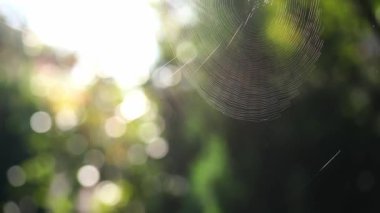 Ağ güneşte parlıyor ve rüzgarda sallanıyor. Yüksek kalite 4k görüntü