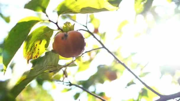 槟榔在阳光下的绿枝上飞舞 高质量的4K镜头 — 图库视频影像