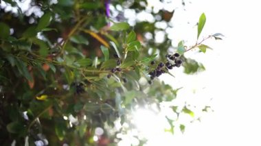 Siyah zeytin, parlak güneş ışığında yeşil ağaç dallarında yetişir. Yüksek kalite 4k görüntü