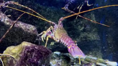 Elektrikli mavi bir ıstakoz, omurgasız bir eklembacaklı, doğal ortamında suyun altındaki bir kayanın üzerine tünemiştir. Bu deniz organizması akvaryumlarda ya da resiflerde bulunabilir.