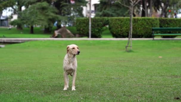Stor Vit Hund Står Grön Gräsmatta Och Viftar Med Svansen — Stockvideo