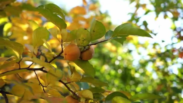 Pomarańczowy Persimmon Dorasta Drzewie Wśród Żółtych Liści Gaju Wysokiej Jakości — Wideo stockowe