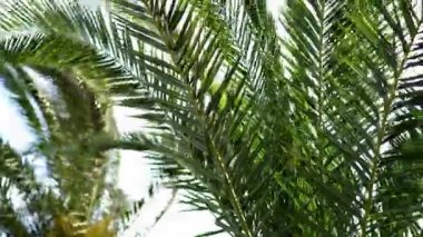 Her zaman yeşil olan palmiye yapraklarının yakın çekimi beyaz arka planda karaçam dalını, meyvesini ve tropikal titreşimlerini sergiliyor.