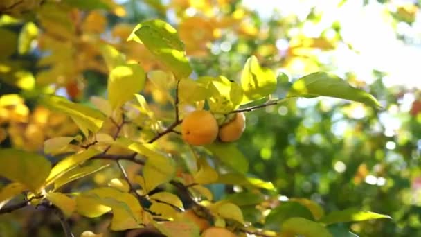 Persimmon Bomen Met Gele Bladeren Rijp Fruit Takken Zon Hoge — Stockvideo