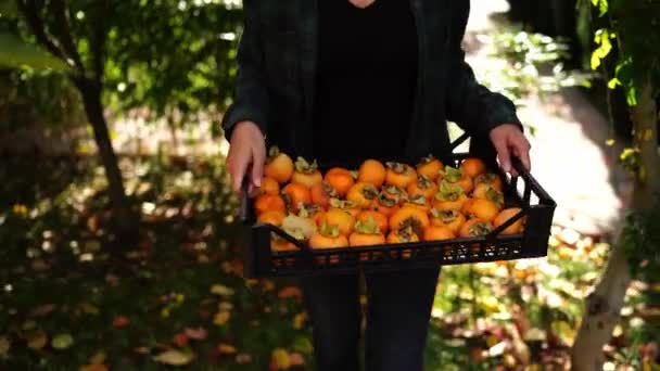 Boerenmeisje Met Een Doos Verzamelde Persimmons Loopt Door Tuin Gehakt — Stockvideo