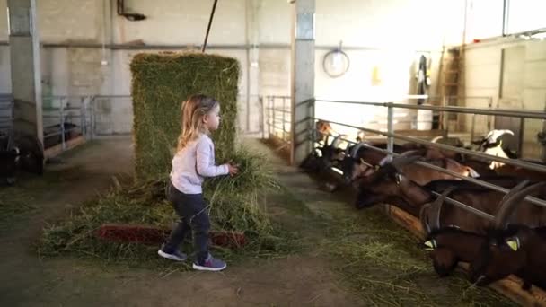 Young Girl Feeding Goats Rustic Barn Filled Wood Surrounded Landscape — Stock Video