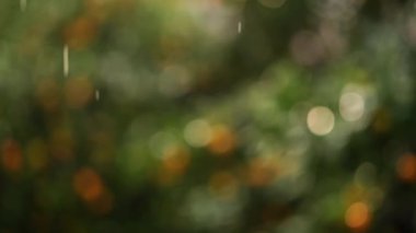 Mandalina ağaçlı yeşil bir bahçede yağmur yağıyor. Görüntü. Yüksek kalite 4k görüntü
