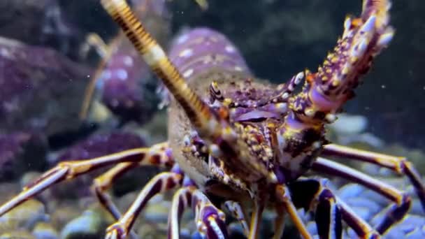 Organismo Artrópode Uma Lagosta Nada Graciosamente Mundo Subaquático Olhando Hipnotizantemente — Vídeo de Stock