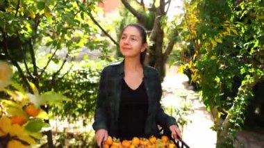 Elinde bir kutu olgun hurma olan genç bir kadın bahçede ağaç dallarına bakarak yürüyor. Yüksek kalite 4k görüntü