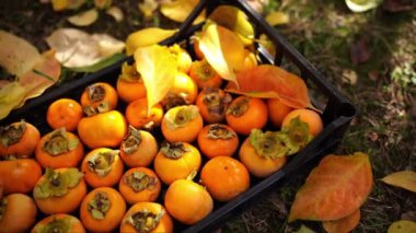 Sarı yaprakların arasında, kutuda duran turuncu hurma. Yüksek kalite 4k görüntü