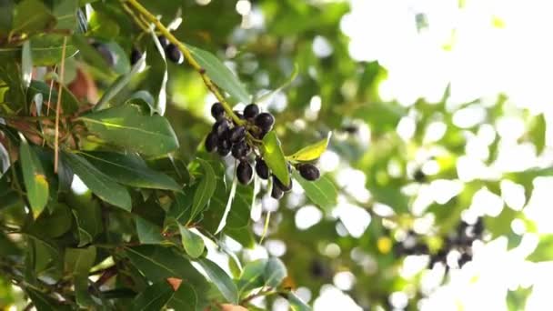 Clusters Black Olives Hang Green Branches Sun High Quality Footage — Stock Video