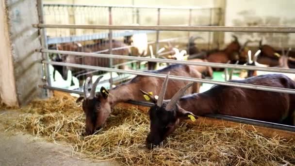 Groupe Chèvres Nourrissent Foin Intérieur Bâtiment Construit Bois Événement Présente — Video
