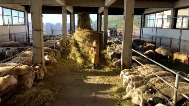 Groupe Moutons Paissent Sur Foin Dans Une Grange Bois Entourée — Video