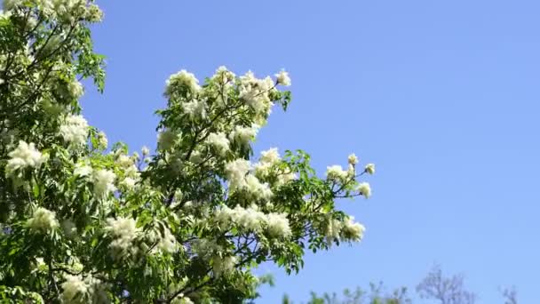 Terrestrial Plant White Flowers Green Leaves Stands Backdrop Blue Sky — Stock Video