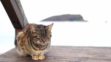 Deniz kıyısındaki ahşap bir iskelede otururken gri tekir kediler şaşı kalır. Yüksek kalite 4k görüntü