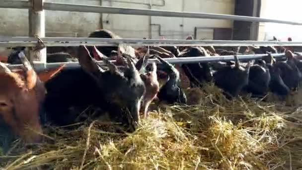 Una Manada Cabras Ganaderas Está Disfrutando Comiendo Heno Dentro Granero — Vídeo de stock