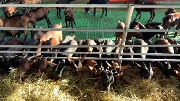 Group Goats Sharing Pen Munching Hay Pen Surrounded Fence Made — Stock Video